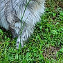 Zaya a rejoint le concours — aidez-le/la à gagner de superbes lots ! cat, maine_coon, fluffy, gray, white, grass, garden, outdoor, plant, nature, animal, pet, whiskers, ears, curious, greenery, feline, muzzle, tree_trunk, closeup