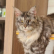 Zaya participe au concours pour gagner de l'argent avec cette photo : cat, maine_coon, fluffy, fur, pet, animal, indoor, wooden, furniture, eyes, ears, whiskers, face, portrait, domestic, cozy, household, table, cabinet, relaxed