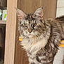 cat, maine_coon, fluffy, fur, pet, animal, indoor, wooden, furniture, eyes, ears, whiskers, face, portrait, domestic, cozy, household, table, cabinet, relaxed
