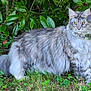 cat, long_hair, fluffy_tail, grass, greenery, outdoor, nature, animal, pet, feline, yellow_eyes, fur, leaf, bush, plant, wildlife, mammal, cute, alert, standing