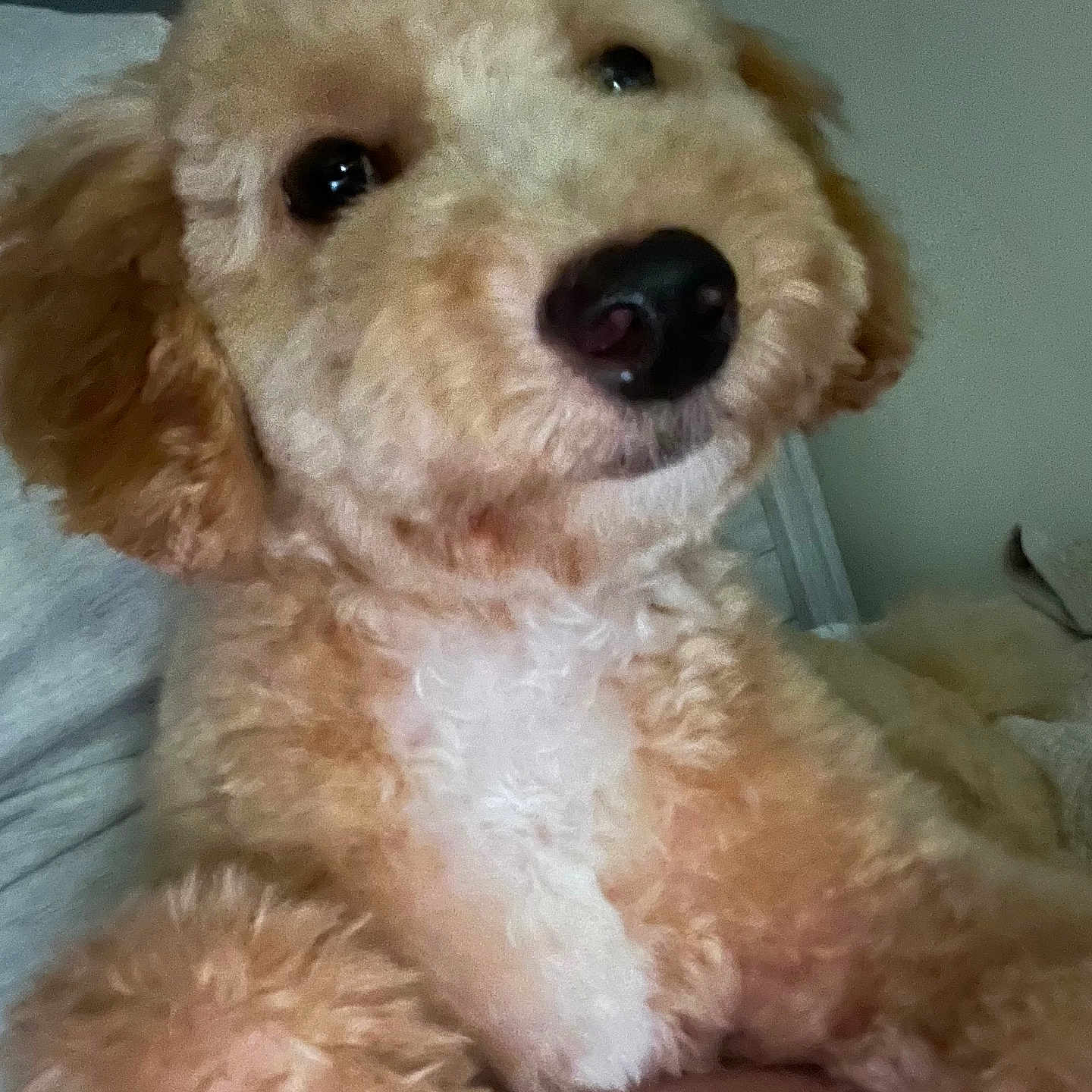 Gizmo is registered to the contest to win money with this photo: animal, bison, canine, cockerspaniel, couch, cushion, dog, furniture, goldenretriever, homedecor, person, pet, poodle, puppy, sleeping, snout, terrier, whitedog