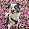 Saiko a rejoint le concours — aidez-le/la à gagner de superbes lots ! dog, puppy, black_and_white, blue_eyes, fluffy, tongue_out, licking, sitting, harness, petals, pink_flowers, garden, outdoor, portrait, close_up, adorable, fur, animal, grass, spring