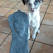 Saiko participe au concours pour gagner de l'argent avec cette photo : puppy, dog, pet, animal, face, eyes, ears, white_fur, gray_fur, black_fur, sitting, standing, curious, indoor, tile_floor, hand, stone, slab, bottles, home