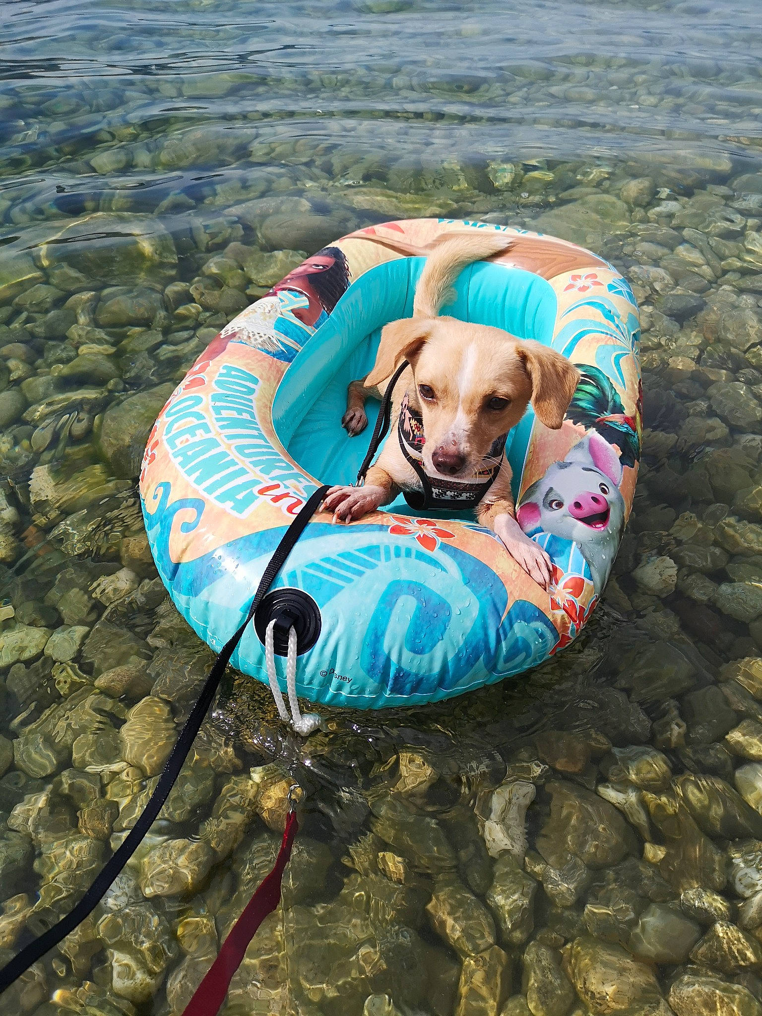 Baxter participe au concours pour gagner de l'argent avec cette photo :