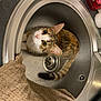 Sucrette participe au concours pour gagner de l'argent avec cette photo : alloy_wheel, auto_part, automotive_exhaust, automotive_lighting, automotive_tire, automotive_wheel_system, bicycle_wheel, carnivore, cat, felidae, fender, iris, motor_vehicle, rim, small_to_medium_sized_cats, snout, tire, vehicle_brake, wheel, whiskers