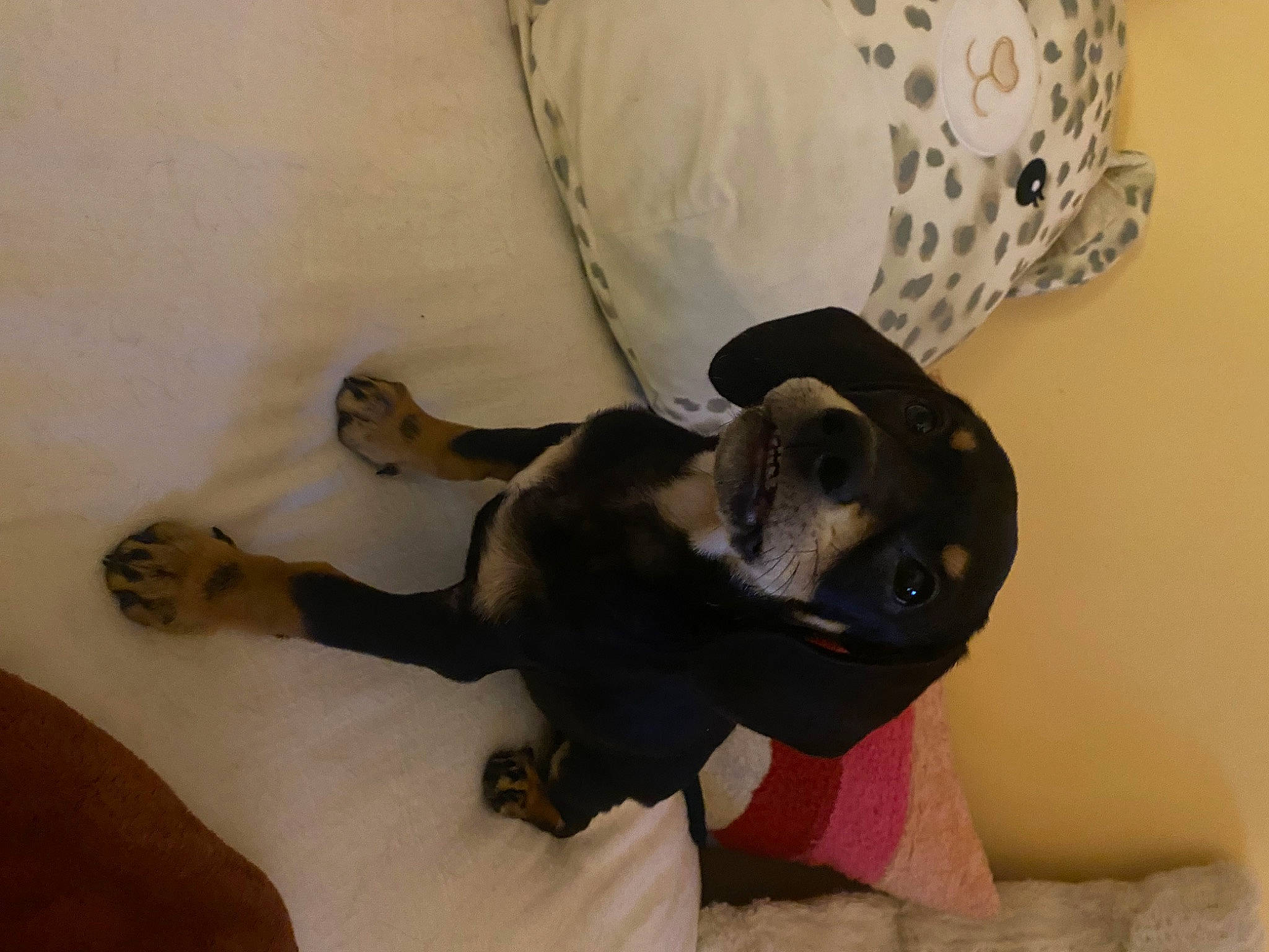 Wolfie is registered to the contest to win money with this photo: carnivore, comfort, companion_dog, dog, dog_breed, fawn, felidae, flooring, fur, hardwood, hat, linens, room, small_to_medium_sized_cats, snout, sporting_group, tail, terrestrial_animal, wood, working_animal