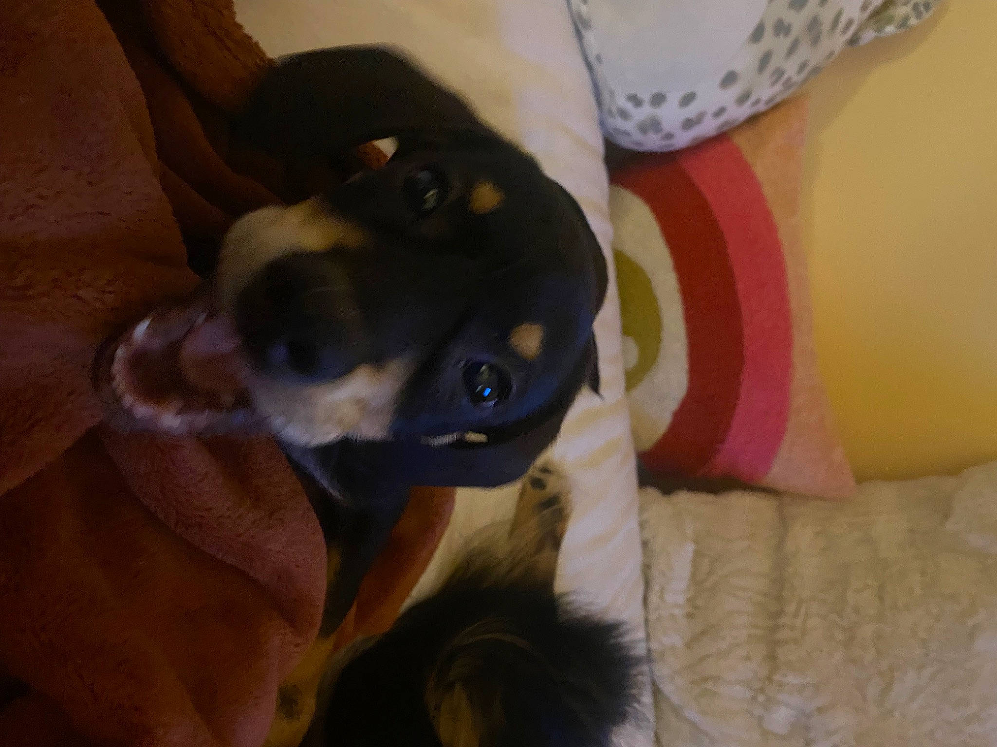 Wolfie joined the competition — help win amazing prizes! carnivore, comfort, companion_dog, dog, dog_breed, ear, fawn, fur, guard_dog, non_sporting_group, snout, whiskers, working_animal