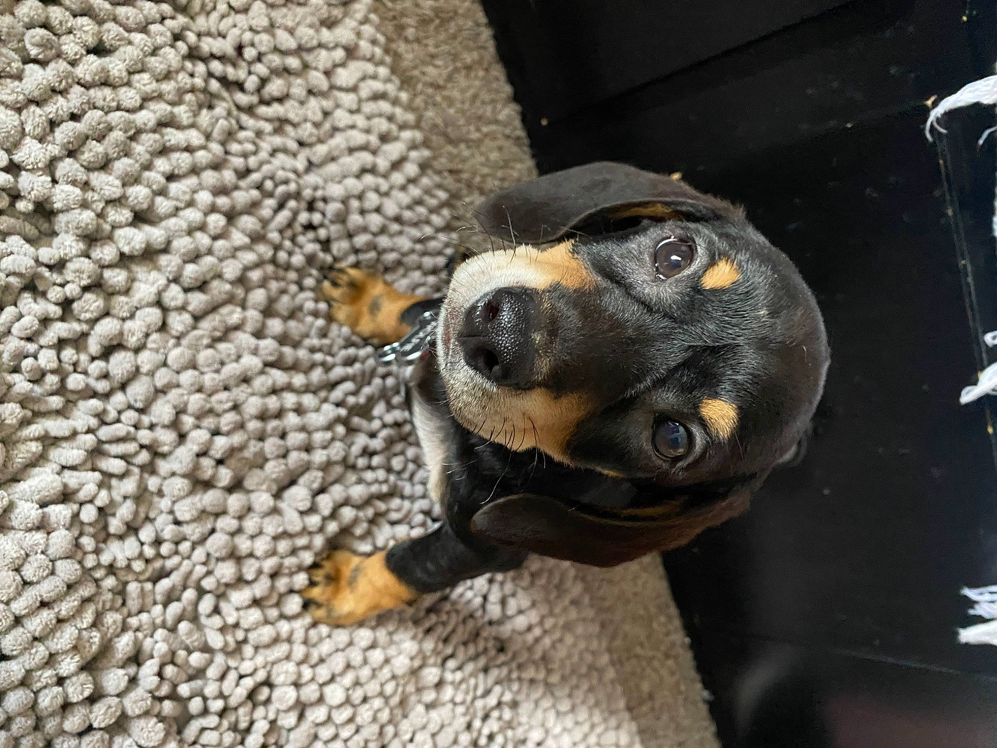 Wolfie is registered to the contest to win money with this photo: canidae, carnivore, companion_dog, dog, dog_breed, ear, fawn, fur, guard_dog, non_sporting_group, paw, snout, sporting_group, terrestrial_animal, toy_dog, whiskers, working_animal, working_dog