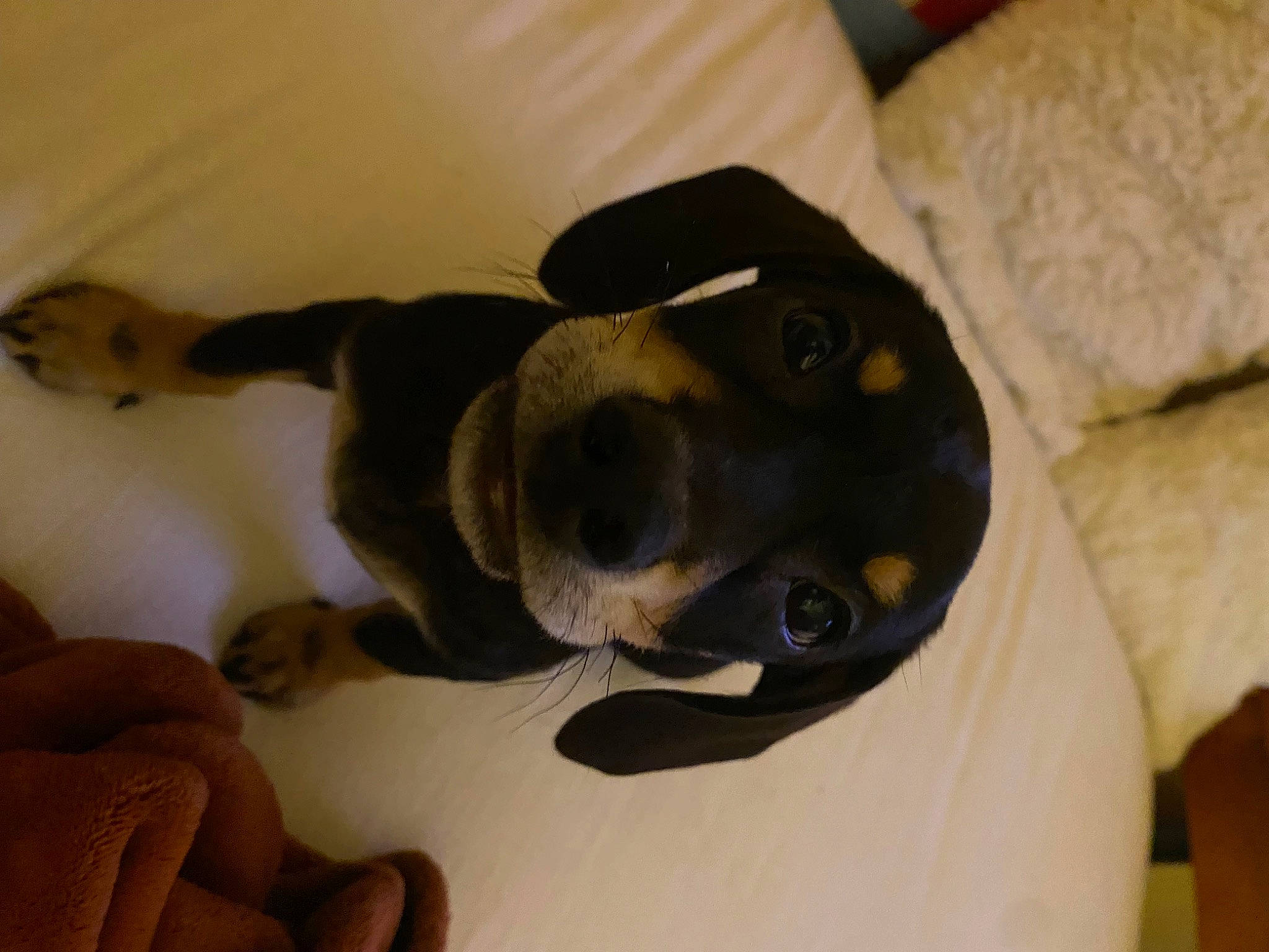 Wolfie is registered to the contest to win money with this photo: carnivore, comfort, companion_dog, dog, dog_breed, ear, fawn, fur, guard_dog, jaw, linens, mammal, paw, pet_supply, snout, sporting_group, tail, vertebrate, whiskers, working_animal