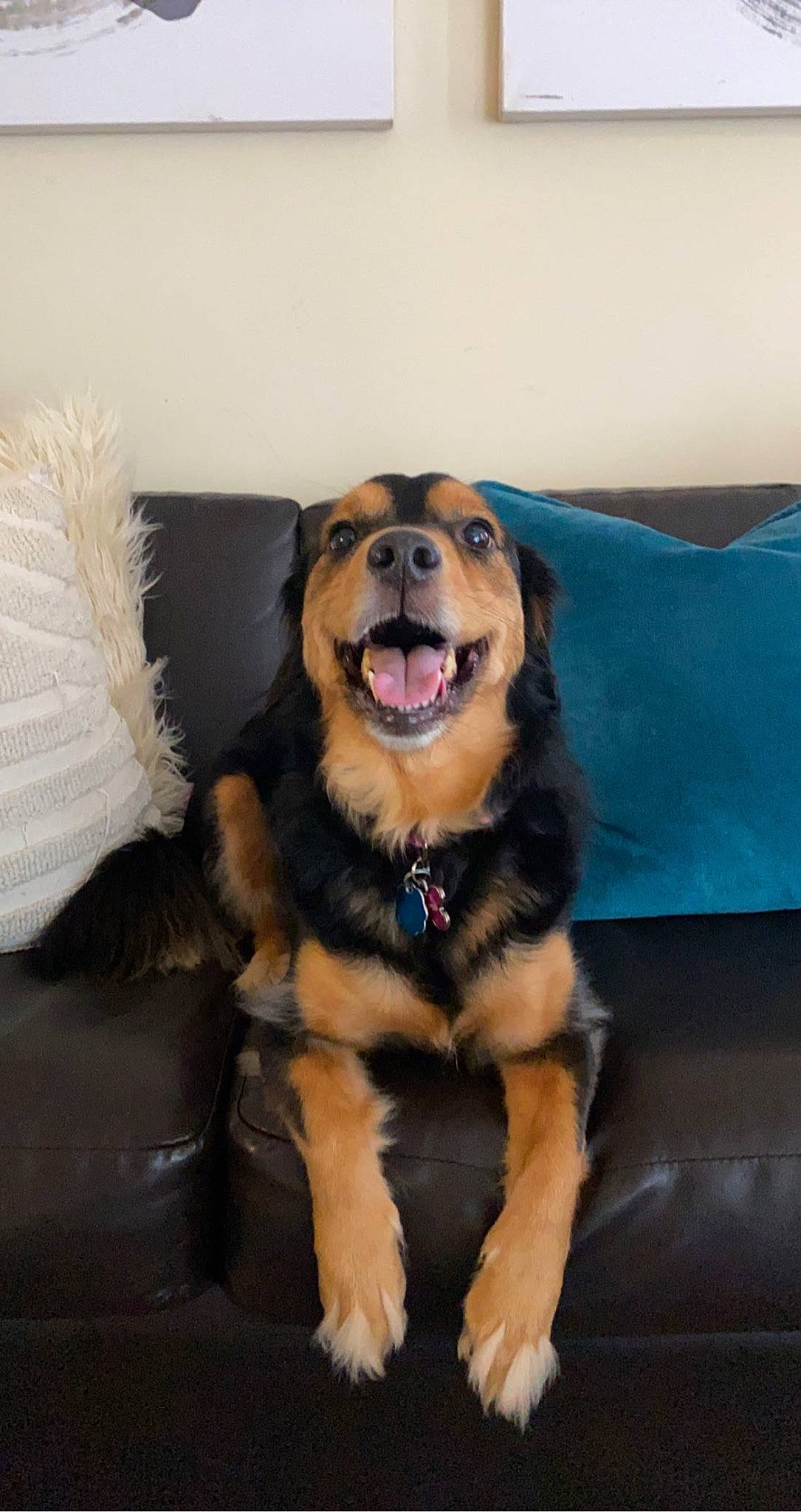 Willow is registered to the contest to win money with this photo: canidae, carnivore, companion_dog, couch, dog, dog_breed, fawn, fur, guard_dog, paw, smile, snout, sporting_group, whiskers, working_animal, working_dog