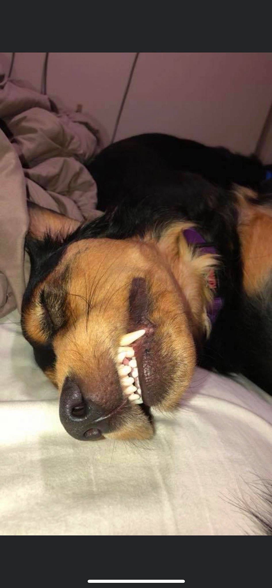 Willow joined the competition — help win amazing prizes! bed, canidae, carnivore, cloud, comfort, companion_dog, dog, dog_breed, ear, fawn, fur, guard_dog, nap, paw, puppy_love, sporting_group, toy_dog, whiskers, working_animal