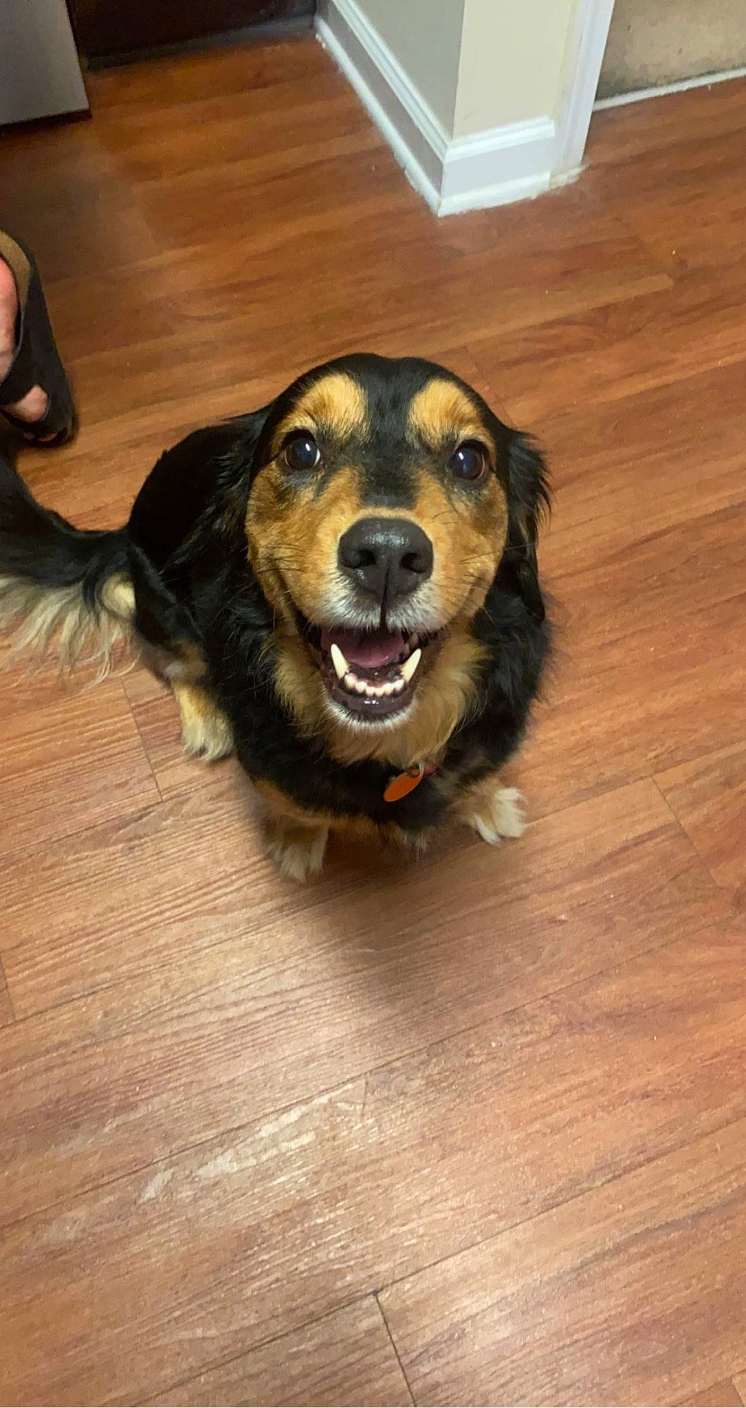 Willow joined the competition — help win amazing prizes! canidae, carnivore, companion_dog, dog, dog_breed, floor, flooring, fur, guard_dog, happy, hardwood, plank, snout, sporting_group, varnish, whiskers, wood, wood_flooring, wood_stain, working_animal