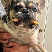 Charlie joined the competition — help win amazing prizes! animal, canine, companion, cute, dog, domestic_animal, ears, expression, face, food, french_bulldog, fur, hands, holding, indoor, mouth, person, pet, portrait, snack