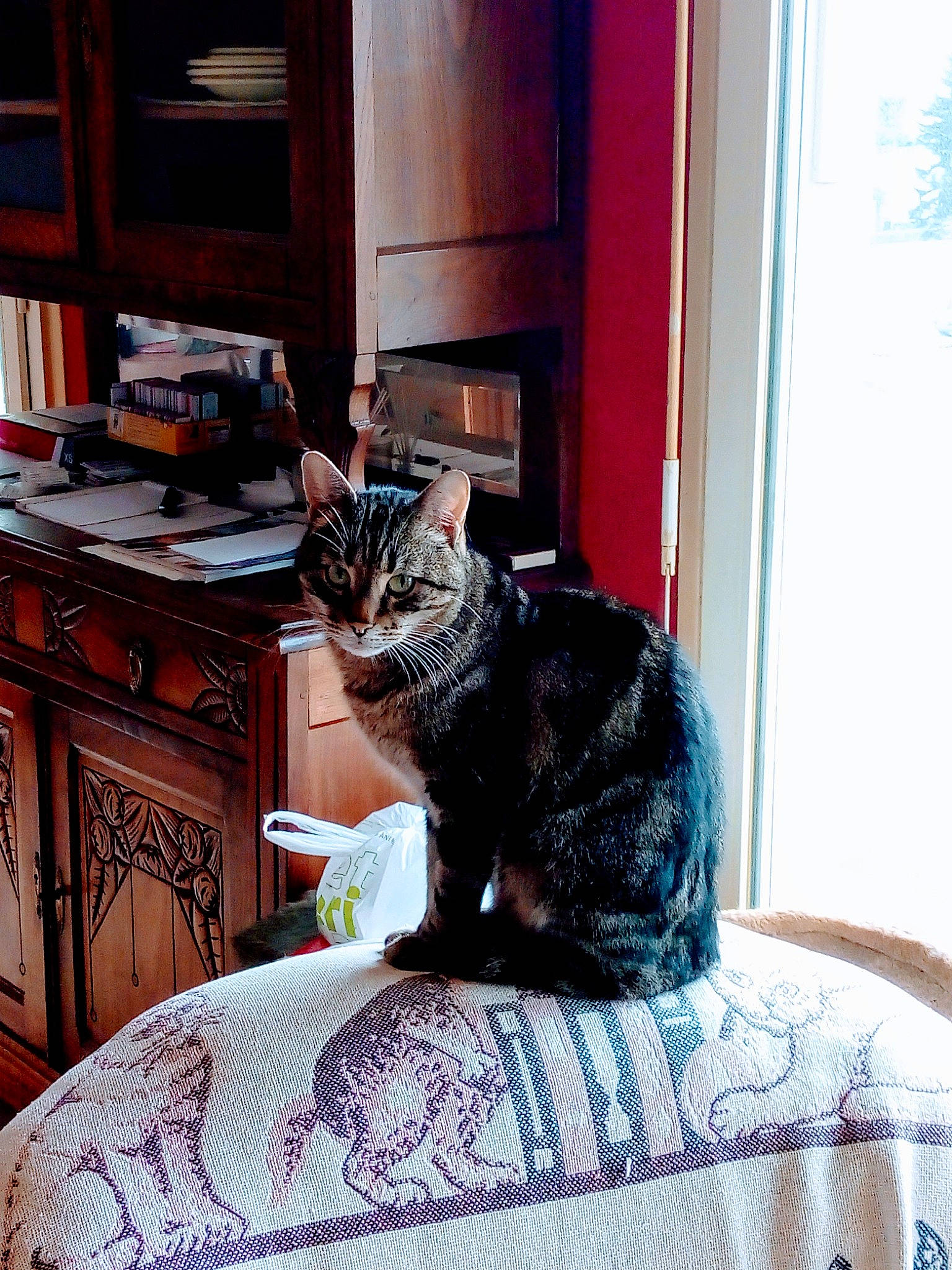 Zlatan participe au concours pour gagner de l'argent avec cette photo : cabinetry, carnivore, cat, comfort, domestic_short_haired_cat, drawer, felidae, fur, grey, hardwood, houseplant, linens, plant, room, small_to_medium_sized_cats, snout, tail, whiskers, window, wood