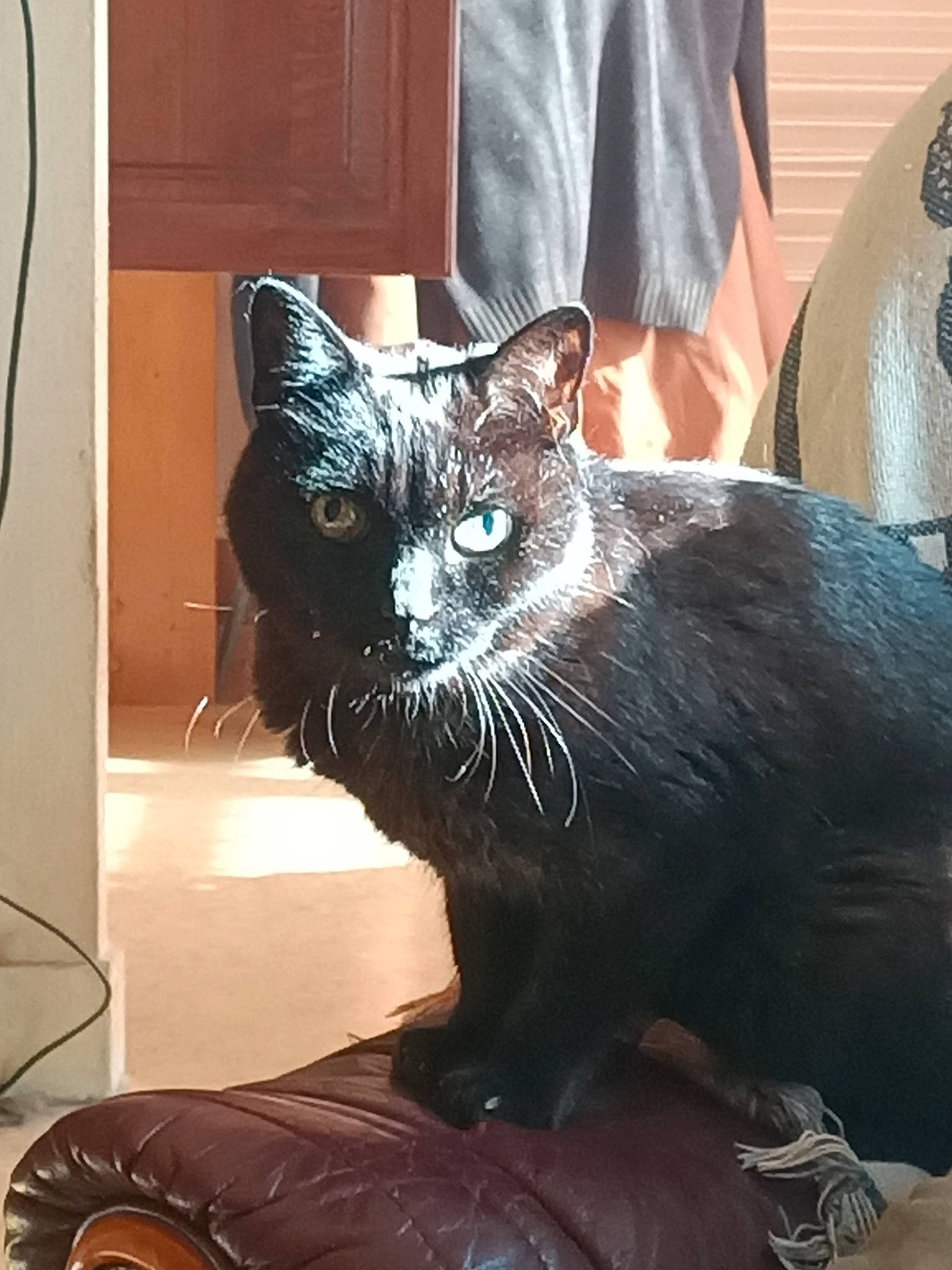 Mali participe au concours pour gagner de l'argent avec cette photo : black_cat, bombay, carnivore, cat, cat_supply, claw, comfort, domestic_short_haired_cat, ear, felidae, fur, metal, paw, sitting, small_to_medium_sized_cats, snout, tail, terrestrial_animal, whiskers, window