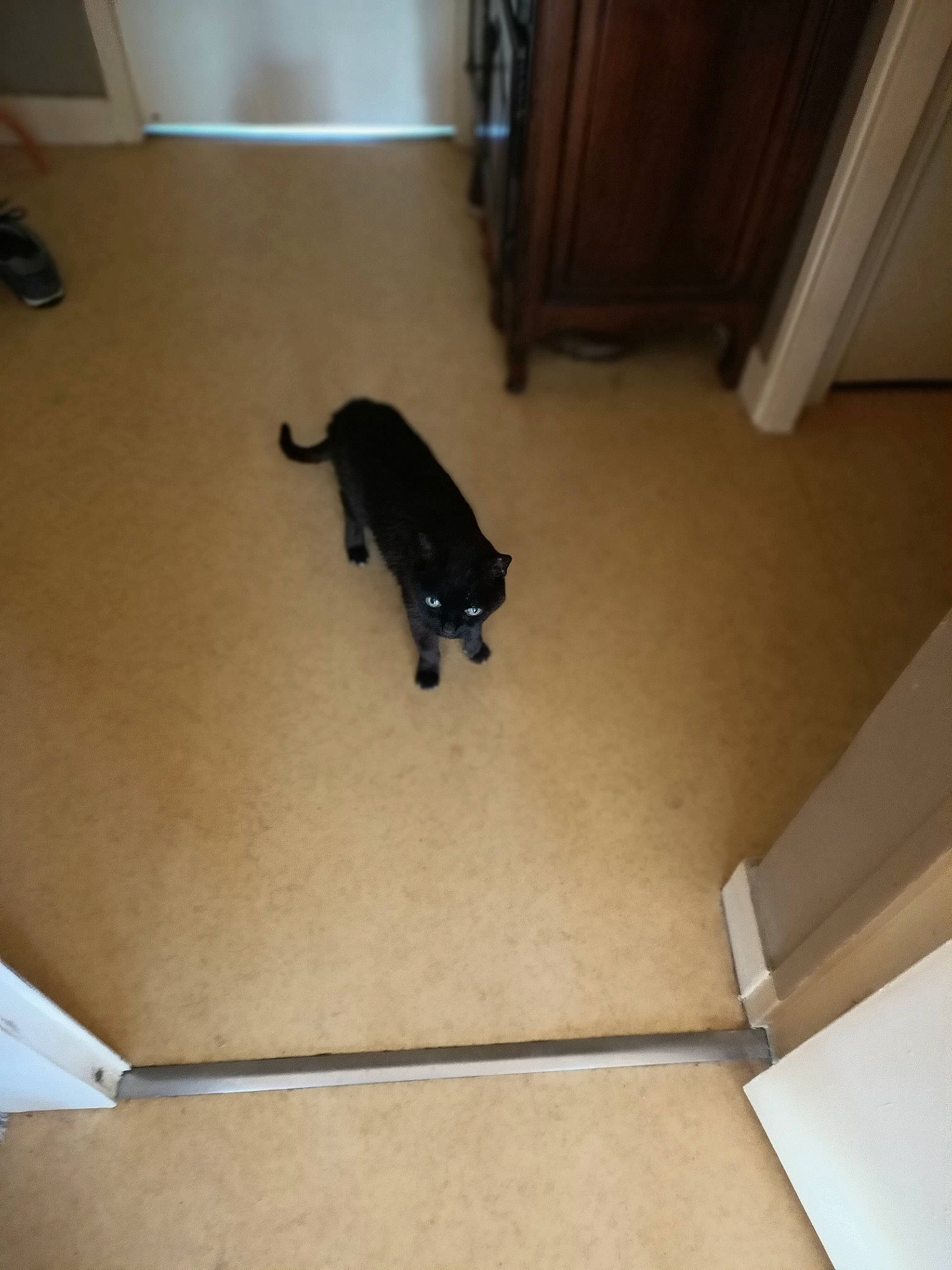 Mali participe au concours pour gagner de l'argent avec cette photo : carnivore, comfort, companion_dog, dog_breed, fawn, felidae, floor, flooring, hardwood, human_leg, laminate_flooring, plywood, room, small_to_medium_sized_cats, sporting_group, tail, tints_and_shades, wood, wood_flooring, wood_stain