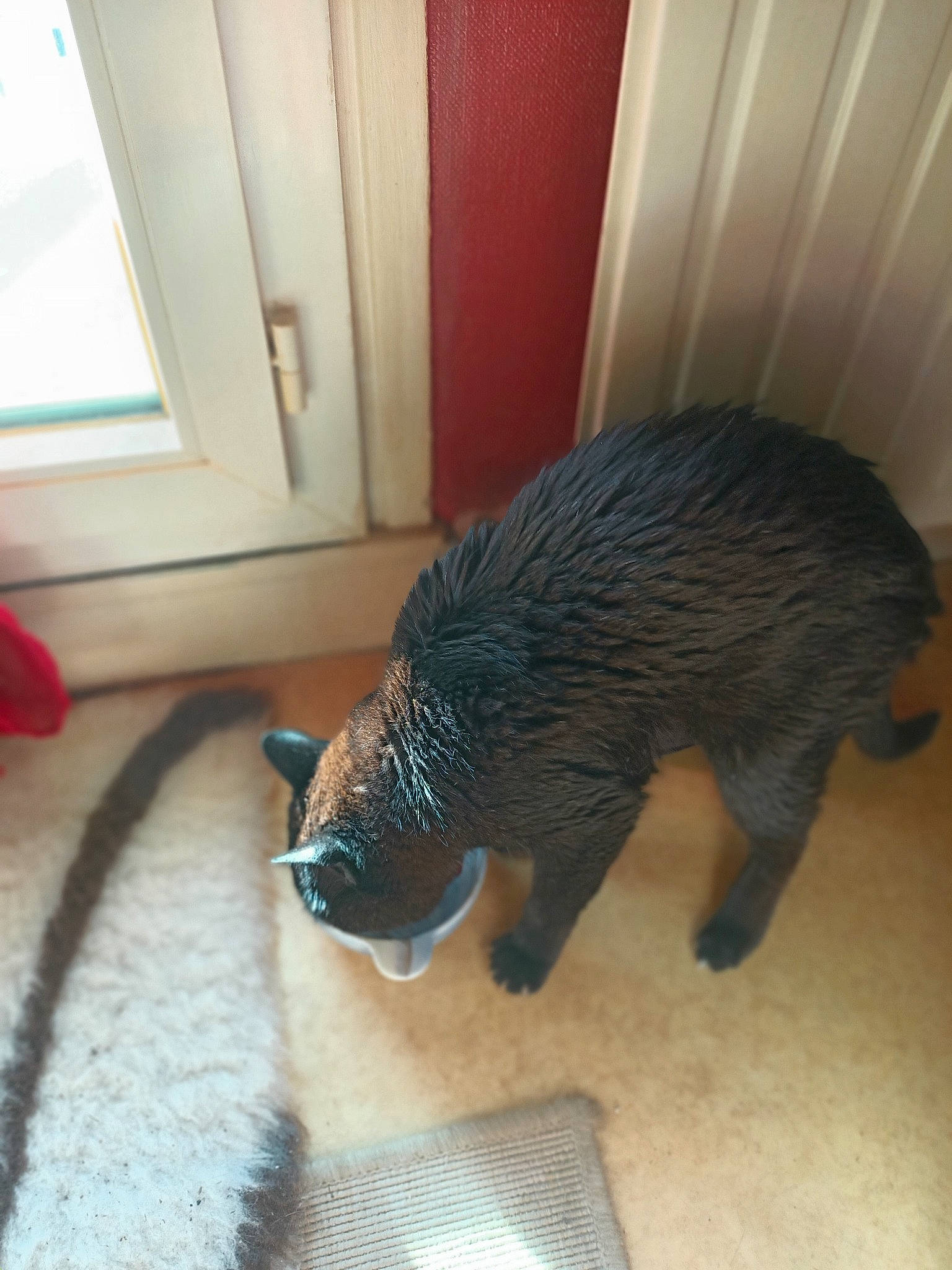 Mali participe au concours pour gagner de l'argent avec cette photo : carnivore, claw, electric_blue, flooring, fur, hardwood, mat, mustelidae, porcupine, snout, tail, terrestrial_animal, whiskers, wildlife, window, wood