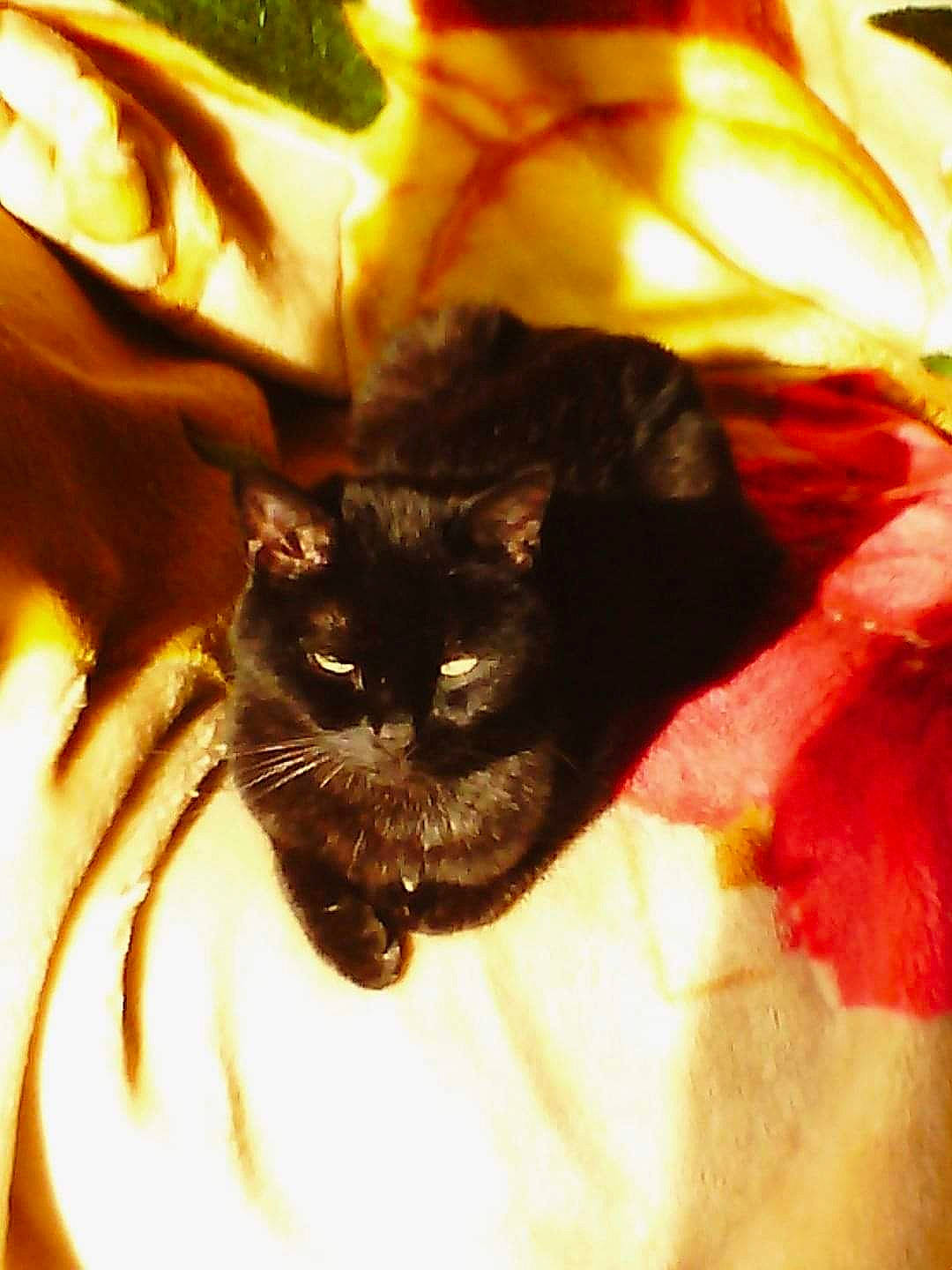 Mali participe au concours pour gagner de l'argent avec cette photo : black_cat, bombay, carnivore, cat, claw, comfort, domestic_short_haired_cat, felidae, fur, light, linens, pattern, room, shadow, small_to_medium_sized_cats, snout, tail, terrestrial_animal, tints_and_shades, whiskers