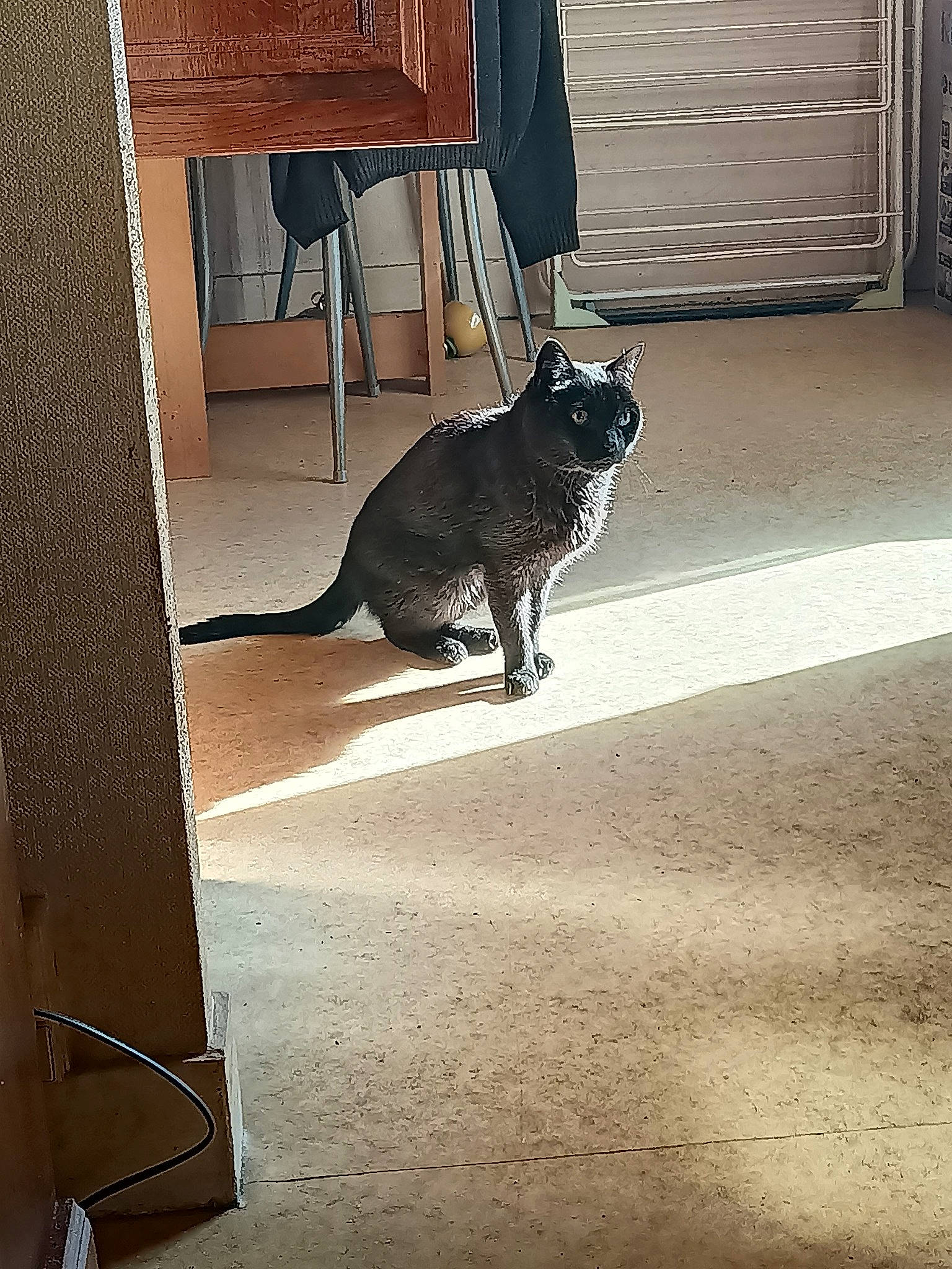 Mali participe au concours pour gagner de l'argent avec cette photo : black_cat, carnivore, cat, companion_dog, dog_breed, door, fawn, felidae, floor, flooring, hardwood, road_surface, shade, small_to_medium_sized_cats, snout, tail, tints_and_shades, whiskers, window, wood