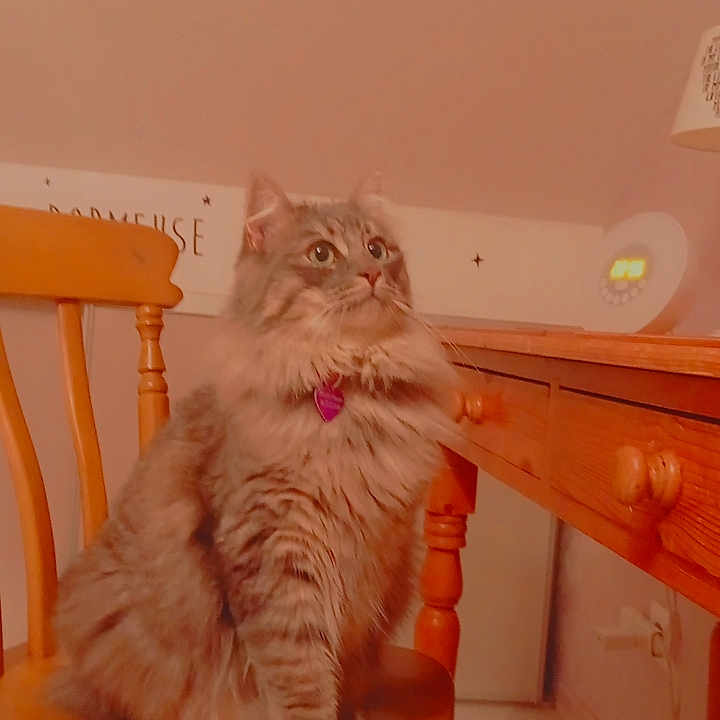 Plumette a rejoint le concours — aidez-le/la à gagner de superbes lots ! cat, chair, collar, cozy, curious, domestic, feline, floor, fluffy, fur, furniture, heart_tag, home, indoor, lamp, looking_up, pet, tabby, wooden_chair, wooden_table