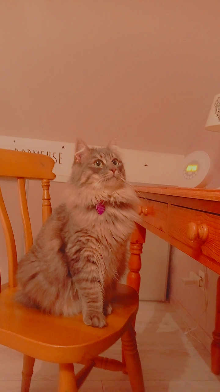 Plumette a rejoint le concours — aidez-le/la à gagner de superbes lots ! cat, fluffy, feline, pet, chair, wooden_chair, wooden_table, indoor, home, fur, tabby, curious, looking_up, collar, heart_tag, floor, lamp, cozy, domestic, furniture