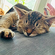 Leia is registered to the contest to win money with this photo: blurred_background, cat, closeup, cozy, domestic_animal, feline, foot, hand, human, indoor, kitten, natural_light, paw, pet, relaxation, resting, sleeping, soft_fabric, tabby, window