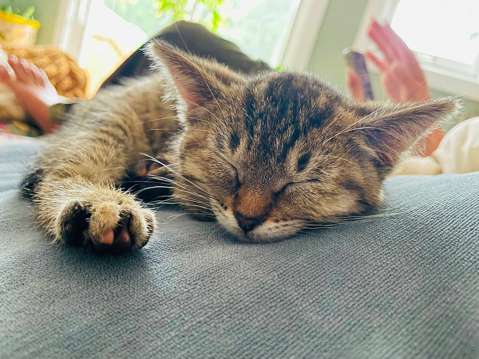 Leia