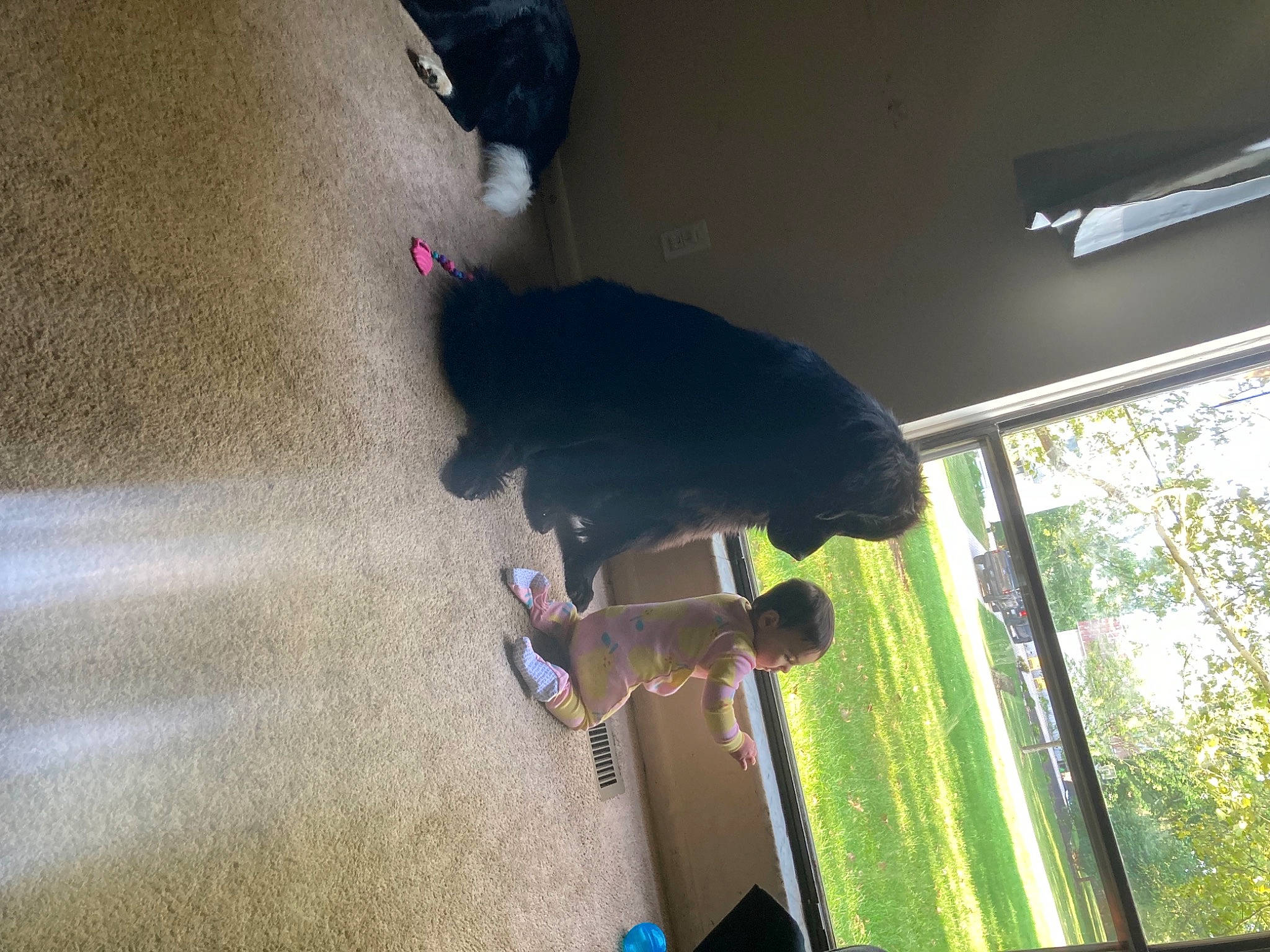 Aliyah-maria joined the competition — help win amazing prizes! carnivore, concrete, dog_breed, flooring, fun, grass, leisure, person, plant, recreation, shade, shadow, tail, tints_and_shades, tree, window