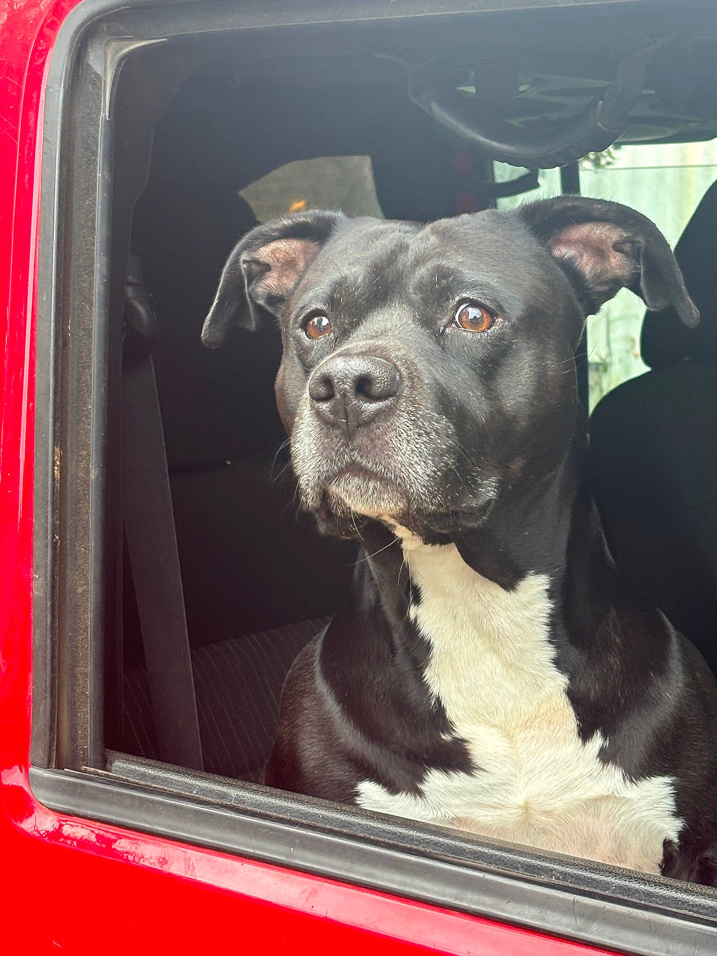 alert, animal, black_dog, canine, car, car_window, closeup, daylight, dog, ears, fur, looking_out, pet, portrait, red_car, seat, seatbelt, snout, vehicle, white_chest