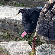 Diesel Duvball is registered to the contest to win money with this photo: animal, black_dog, canine, closeup, curious, daylight, dog, garden, grass, leash, nature, outdoor, pet, playful, stone, stone_path, tongue, tongue_out, wood, wood_texture