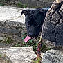 animal, black_dog, canine, closeup, curious, daylight, dog, garden, grass, leash, nature, outdoor, pet, playful, stone, stone_path, tongue, tongue_out, wood, wood_texture