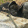 dog, black_dog, sleeping, rope, rock, outdoor, nature, resting, animal, pet, fur, peaceful, relaxing, closeup, ground, sunlight, quiet, calm, summer, daytime