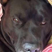 Diesel Duvball joined the competition — help win amazing prizes! dog, black_dog, close_up, pet, animal, canine, resting, sleepy, blanket, pink, fur, nose, eyes, indoors, cozy, portrait, muzzle, laying_down, domestic_animal, relaxed