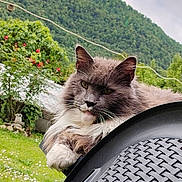 Nostress participe au concours pour gagner de l'argent avec cette photo : cat, fluffy_cat, grey_cat, white_paws, outdoor, garden, greenery, flowers, chair, woven_chair, relaxed, pet, nature, mountain, sky, clouds, animal, feline, whiskers, portrait