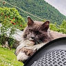 cat, fluffy_cat, grey_cat, white_paws, outdoor, garden, greenery, flowers, chair, woven_chair, relaxed, pet, nature, mountain, sky, clouds, animal, feline, whiskers, portrait