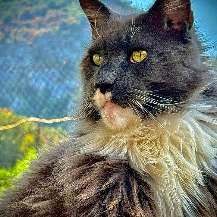 Nostress participe au concours pour gagner de l'argent avec cette photo : cat, fluffy, yellow_eyes, portrait, animal, pet, feline, outdoor, nature, fur, close_up, majestic, whiskers, side_view, muzzle, wildlife, soft_light, calm, alert, beautiful