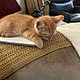 kitten, cat, sleeping, orange_cat, blanket, knitted, couch, laptop, indoor, cozy, paw, furniture, home, relaxing, pet, animal, soft, resting, household, comfort