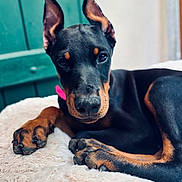 Athena a rejoint le concours — aidez-le/la à gagner de superbes lots ! dog, doberman, puppy, close_up, pet, animal, ears, black_and_tan, blanket, indoor, cute, fur, paw, resting, young, portrait, canine, domestic_animal, looking_at_camera, relaxed
