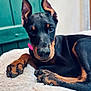 dog, doberman, puppy, close_up, pet, animal, ears, black_and_tan, blanket, indoor, cute, fur, paw, resting, young, portrait, canine, domestic_animal, looking_at_camera, relaxed