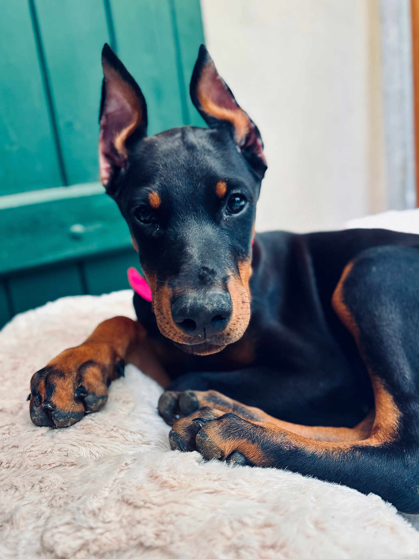 Athena a rejoint le concours — aidez-le/la à gagner de superbes lots ! dog, doberman, puppy, close_up, pet, animal, ears, black_and_tan, blanket, indoor, cute, fur, paw, resting, young, portrait, canine, domestic_animal, looking_at_camera, relaxed