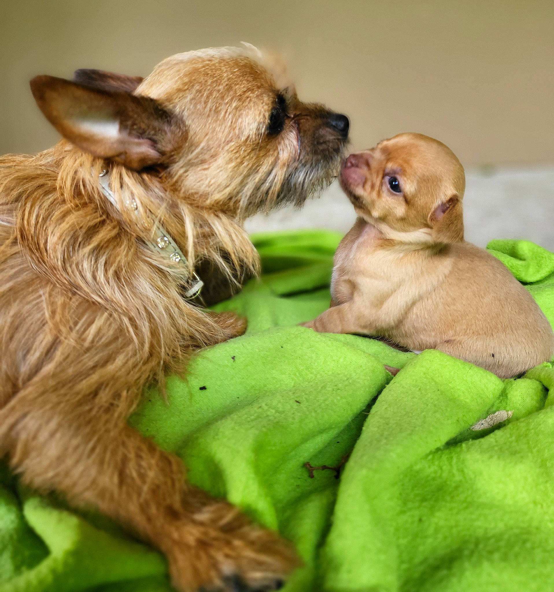 Vegas participe au concours pour gagner de l'argent avec cette photo : canidae, carnivore, companion_dog, dog, dog_breed, dog_supply, ear, fawn, fur, grass, liver, puppy, puppy_love, snout, sporting_group, terrestrial_animal, toy_dog, whiskers, wildlife, working_animal