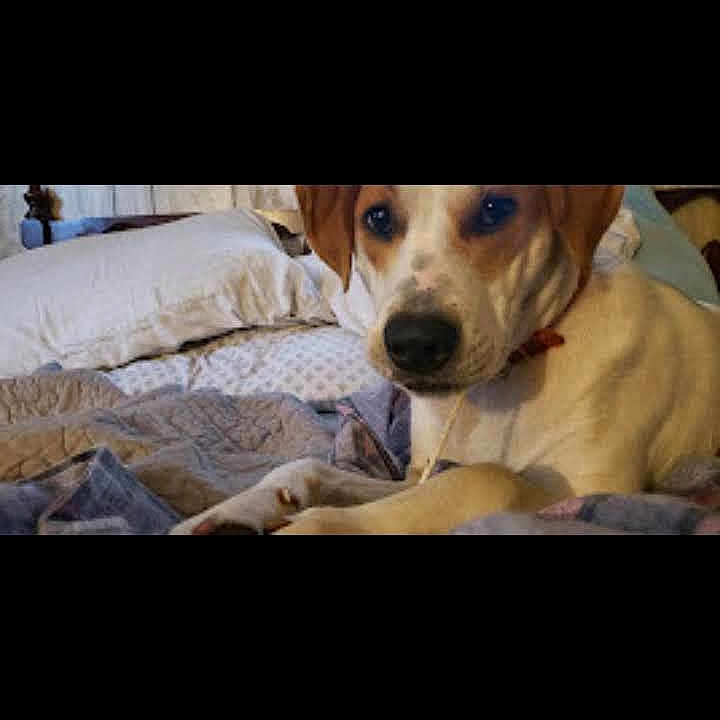 Diesel Aka Corndawg Baby