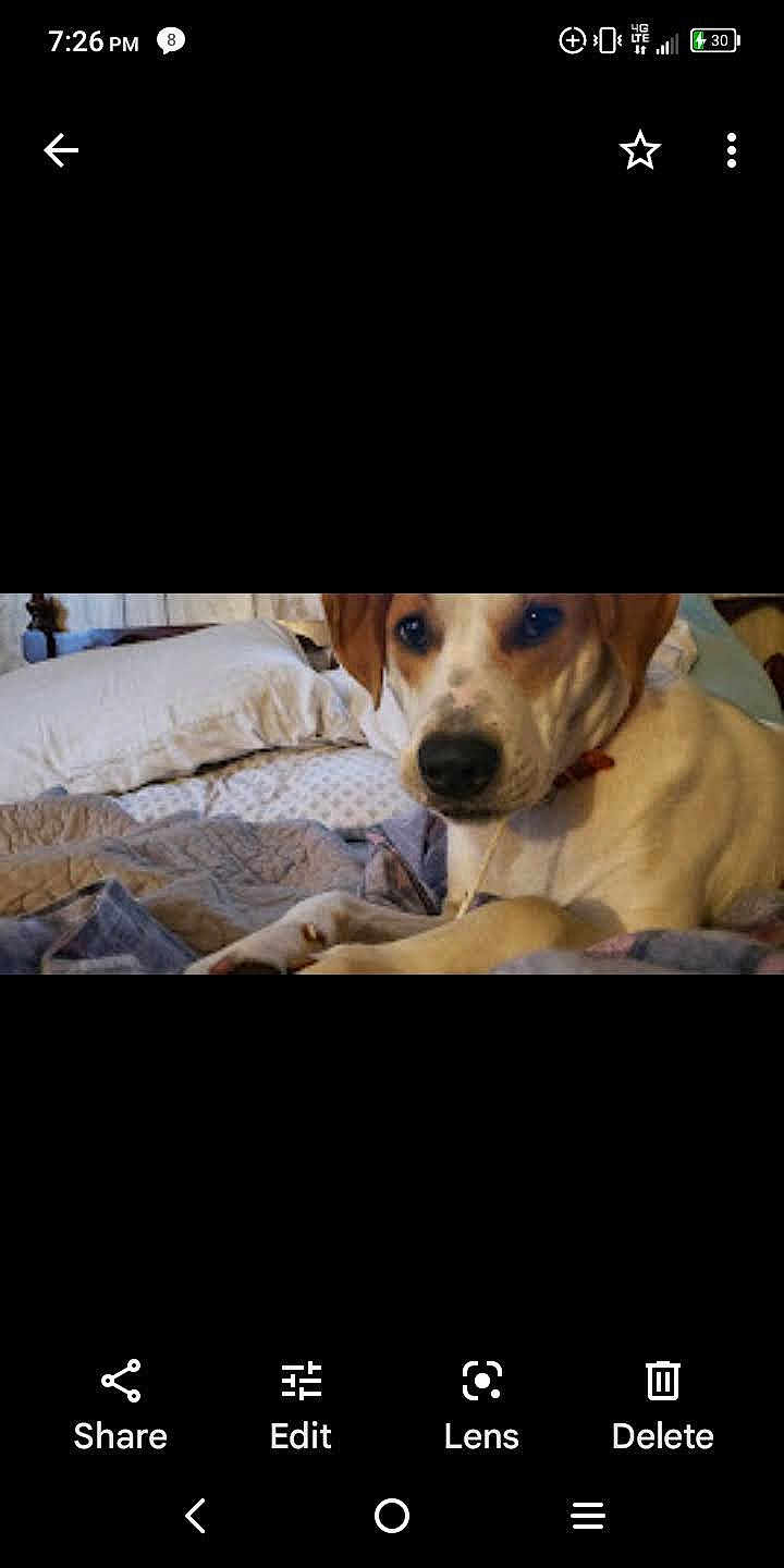 Diesel Aka Corndawg Baby