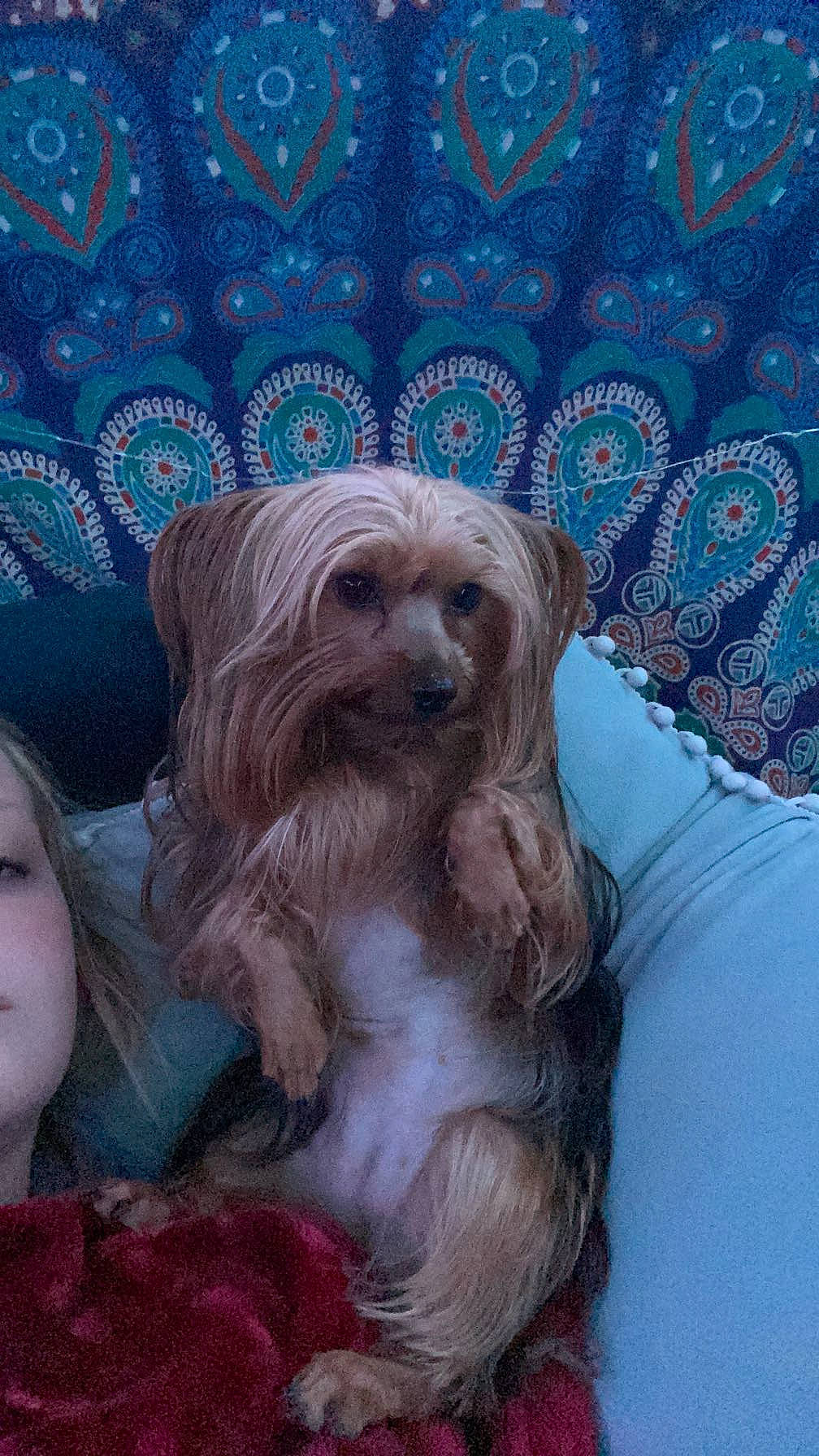 Bella Rose joined the competition — help win amazing prizes! canidae, carnivore, companion_dog, dog, dog_breed, dog_supply, fur, liver, pattern, puppy, snout, sporting_group, toy_dog, working_animal