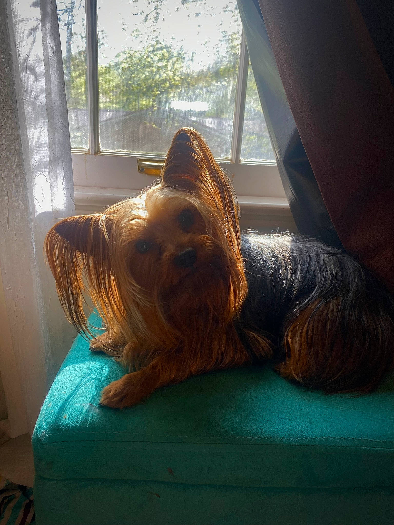 Bella Rose is registered to the contest to win money with this photo: canidae, carnivore, comfort, companion_dog, dog, dog_breed, fawn, felidae, flooring, hardwood, liver, plant, snout, sporting_group, tail, tints_and_shades, toy_dog, whiskers, window, wood