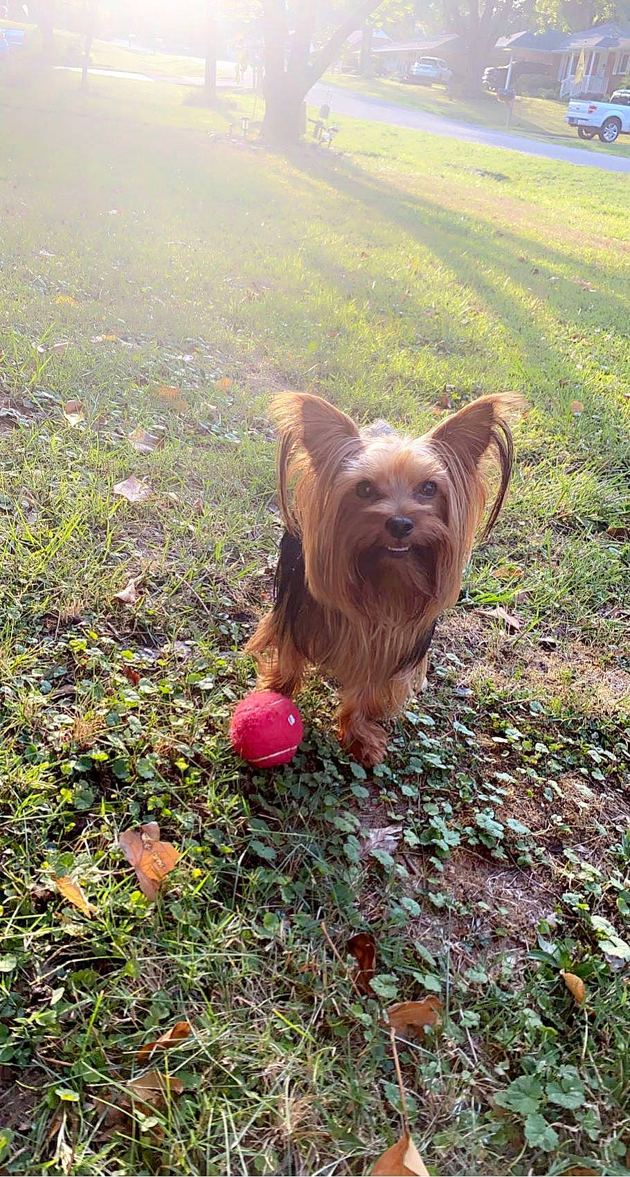 Bella Rose is registered to the contest to win money with this photo: ball, canidae, carnivore, companion_dog, dog, dog_breed, dog_supply, fawn, grass, groundcover, liver, plant, small_terrier, soil, sporting_group, tail, tennis_ball, terrier, toy_dog, working_animal