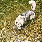 Shadow participe au concours pour gagner de l'argent avec cette photo : animal, canine, curious, daylight, dog, exploring, fur, husky, nature, outdoor, pebbles, pet, playful, ripples, river, shallow_water, standing, tail, water, wildlife