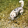 Shadow a rejoint le concours — aidez-le/la à gagner de superbes lots ! animal, canine, clear_water, curled_tail, daylight, dog, drinking, fur, nature, outdoor, pet, playful, ripples, river, rocks, shallow_water, sniffing, standing, summer, water