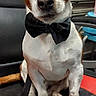Rubben a rejoint le concours — aidez-le/la à gagner de superbes lots ! dog, puppy, bow_tie, portrait, sitting, front_facing, brown_and_white, short_hair, pet, animal, indoor, office, chair, black_and_red, collar, alert, cute, funny, close_up, photography