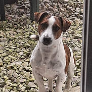 Rubben a rejoint le concours — aidez-le/la à gagner de superbes lots ! dog, puppy, pet, animal, portrait, standing, outdoor, gravel, rocks, garden, door, glass_door, window, brown_and_white, short_hair, floppy_ears, face, eyes, nose, curious